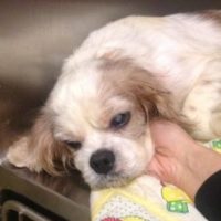 Cavalier Rescue Trust, Alberta