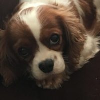 Cavalier Rescue Trust, Angel