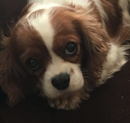 Cavalier Rescue Trust, Angel