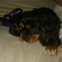 Cavalier Rescue Trust