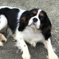 Cavalier Rescue Trust,