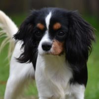 Cavalier Rescue Trust,