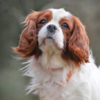 Cavalier Rescue Trust,