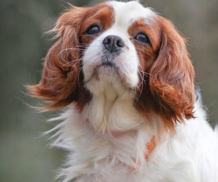 Cavalier Rescue Trust,