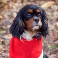 Cavalier Rescue Trust,