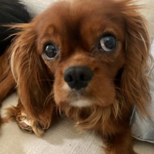 Cavalier Rescue Trust