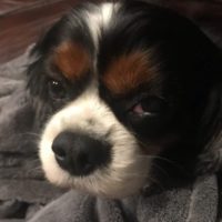 Cavalier Rescue Trust Chester