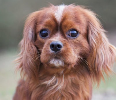 Cavalier Rescue Trust Chewy
