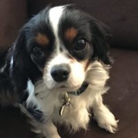 Cavalier Rescue Trust, Chrystal