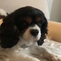 Cavalier Rescue Trust,