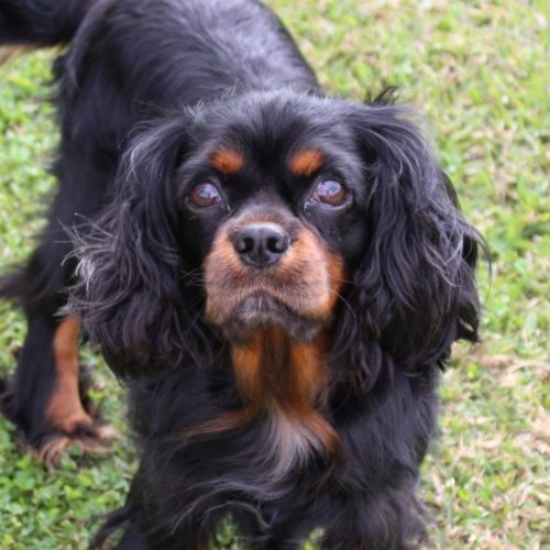 Cavalier Rescue Trust,