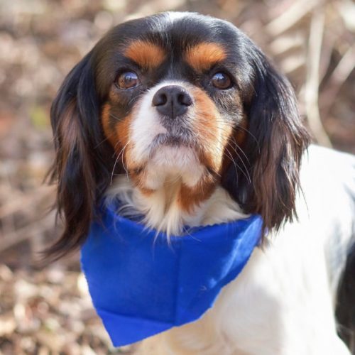 Cavalier Rescue Trust,