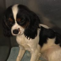 Cavalier Rescue Trust,