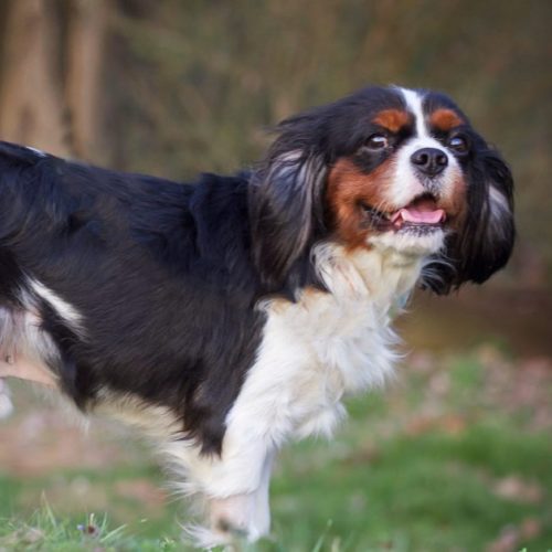 Cavalier Rescue Trust, Han