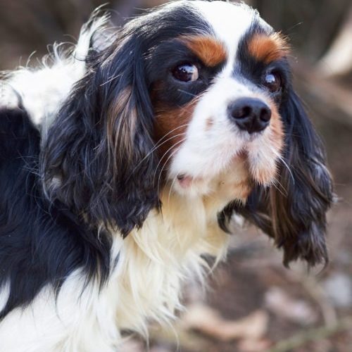 Cavalier Rescue Trust,