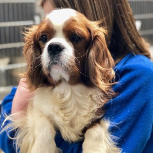 Cavalier Rescue Trust,