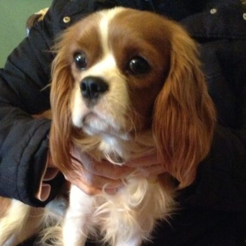 Cavalier Rescue Trust,