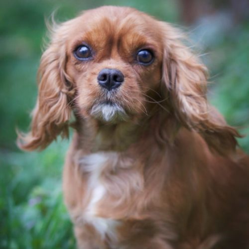 Cavalier Rescue Trust,