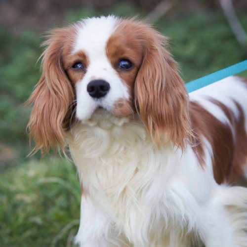 Cavalier Rescue Trust,