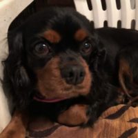 Cavalier Rescue Trust,