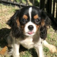 Cavalier Rescue Trust,