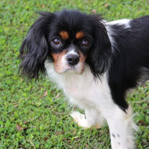 Cavalier Rescue Trust,