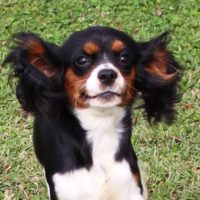 Cavalier Rescue Trust,