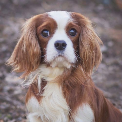 Cavalier Rescue Trust,