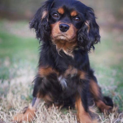 Cavalier Rescue Trust,