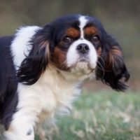 Cavalier Rescue Trust,