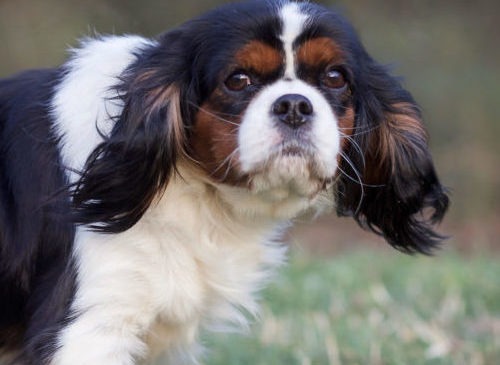 Cavalier Rescue Trust,