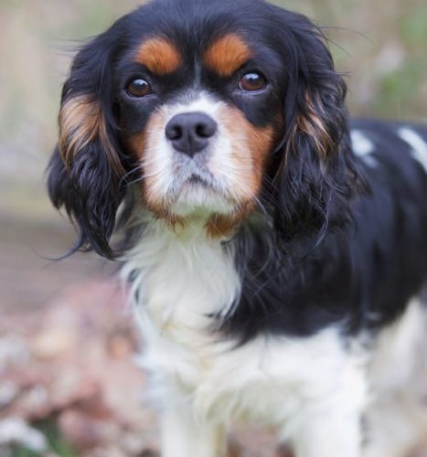 Cavalier Rescue Trust,