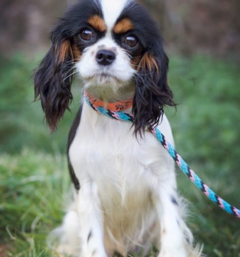 Cavalier Rescue Trust