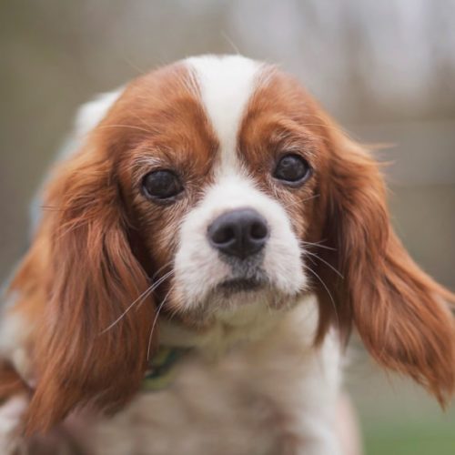 Cavalier Rescue Trust