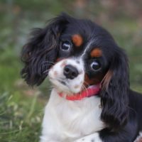 Cavalier Rescue Trust