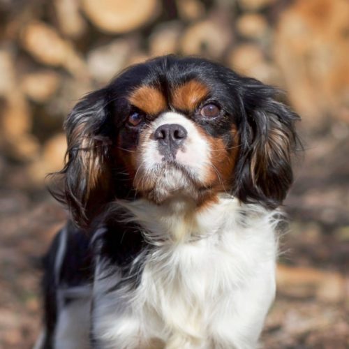 Cavalier Rescue Trust