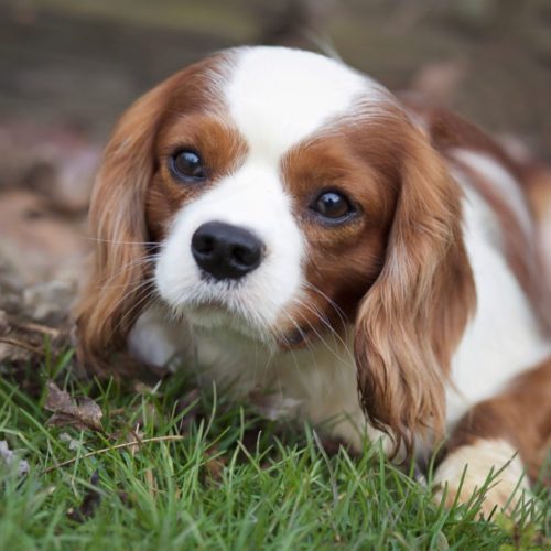 Cavalier Rescue Trust