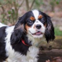 Cavalier Rescue Trust