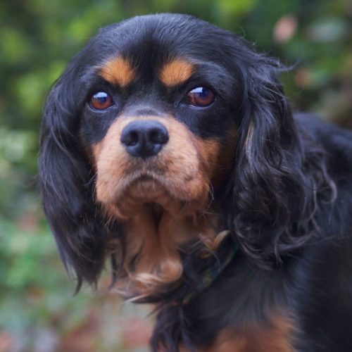 Cavalier Rescue Trust