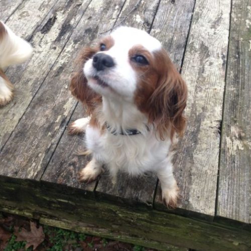 Cavalier Rescue Trust