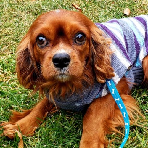 Cavalier Rescue Trust