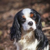 Cavalier Rescue Trust