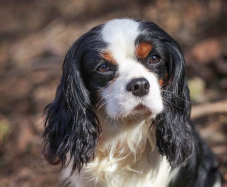 Cavalier Rescue Trust