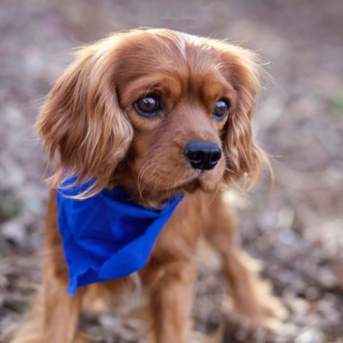 Cavalier Rescue Trust