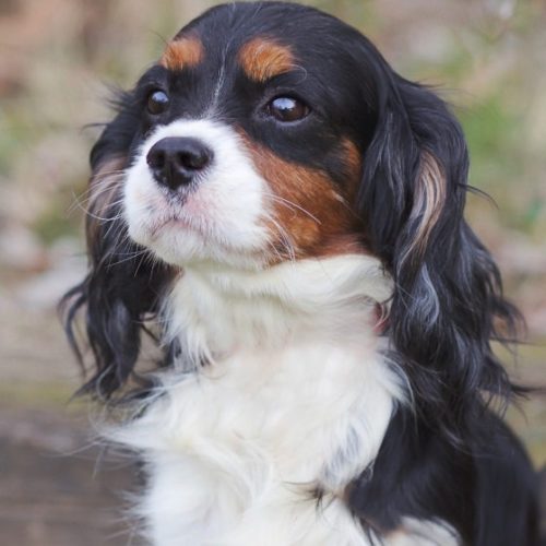 Cavalier Rescue Trust