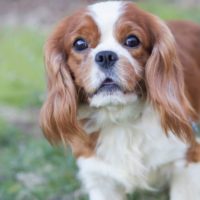 Cavalier Rescue Trust