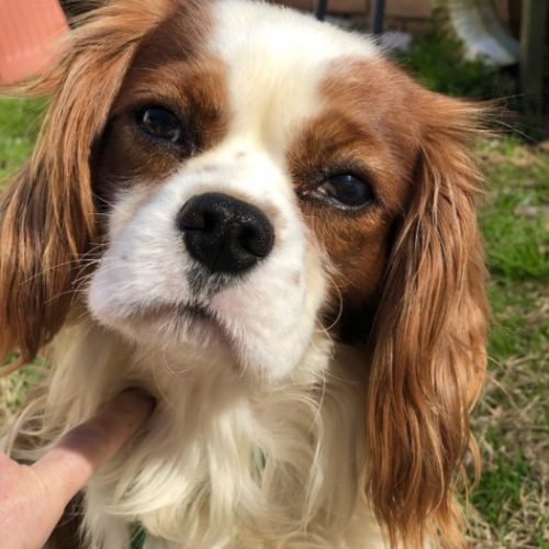 Cavalier Rescue Trust