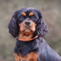 Cavalier Rescue Trust