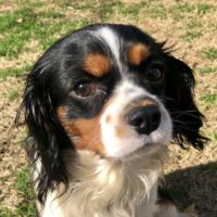 Cavalier Rescue Trust