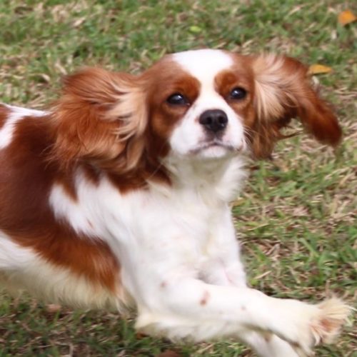 Cavalier Rescue Trust